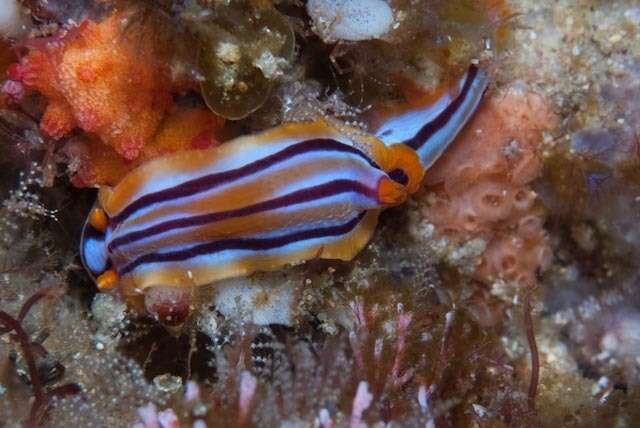 Image of Hypselodoris regina Ev. Marcus & Er. Marcus 1970