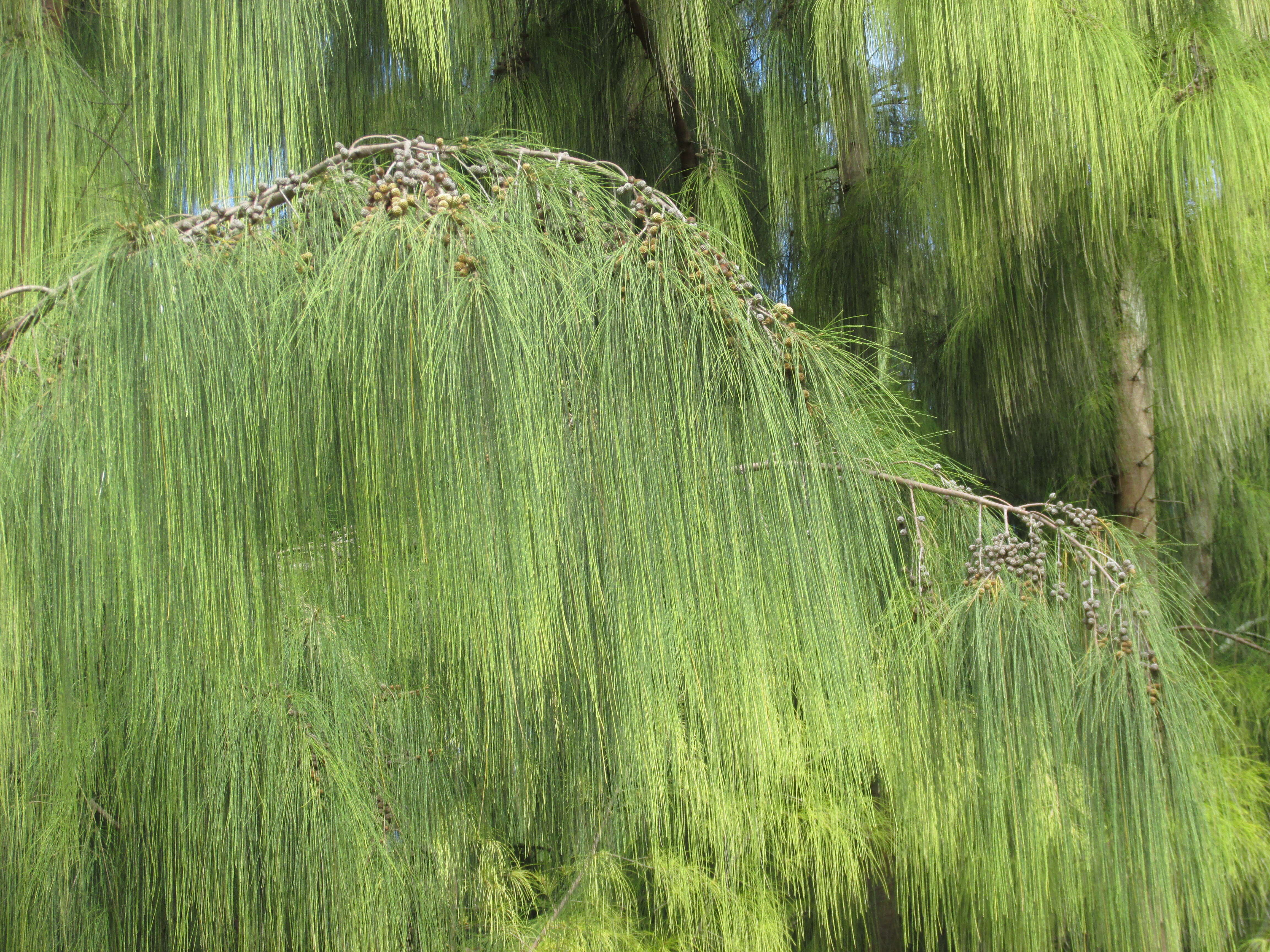 Image of gray sheoak