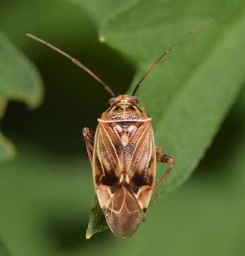 صورة Lygus lineolaris (Palisot de Beauvois 1818)