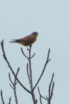 Image of kestrel, common kestrel