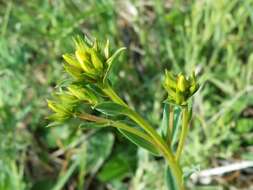 Image of golden flax