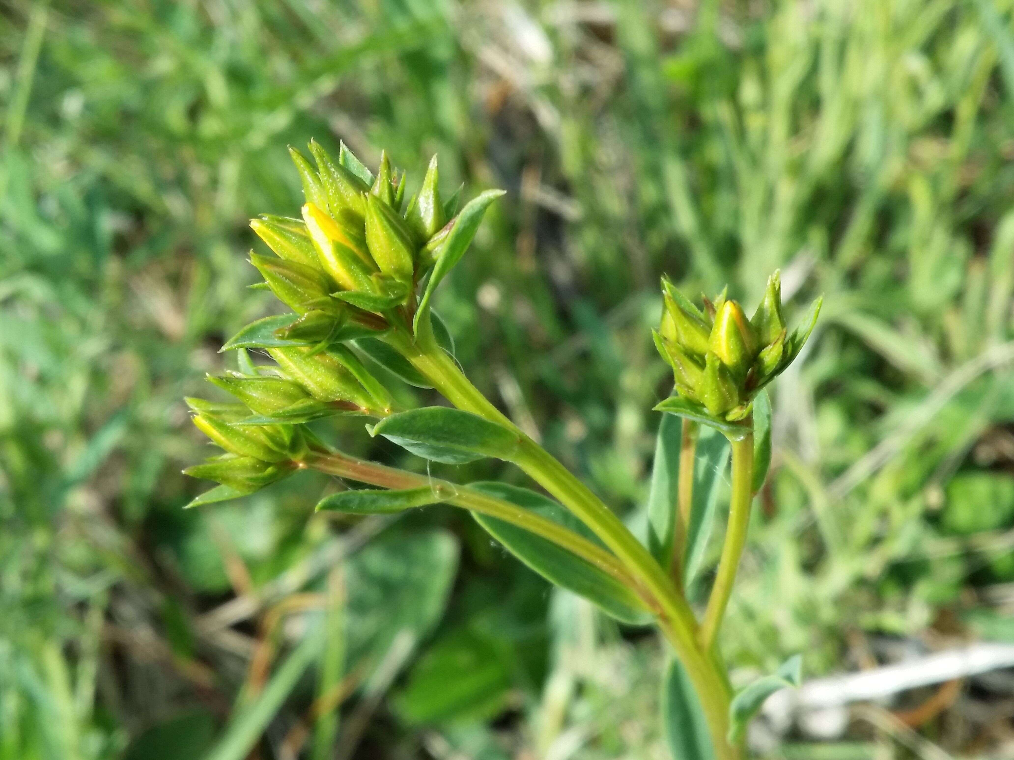 Image of golden flax