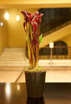 Image of calla lily