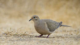 Image of American Mourning Dove