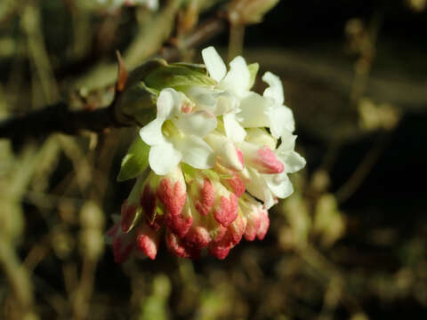 Image of Himalayan viburnum