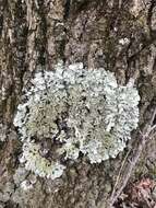 Image of Common greenshield lichen