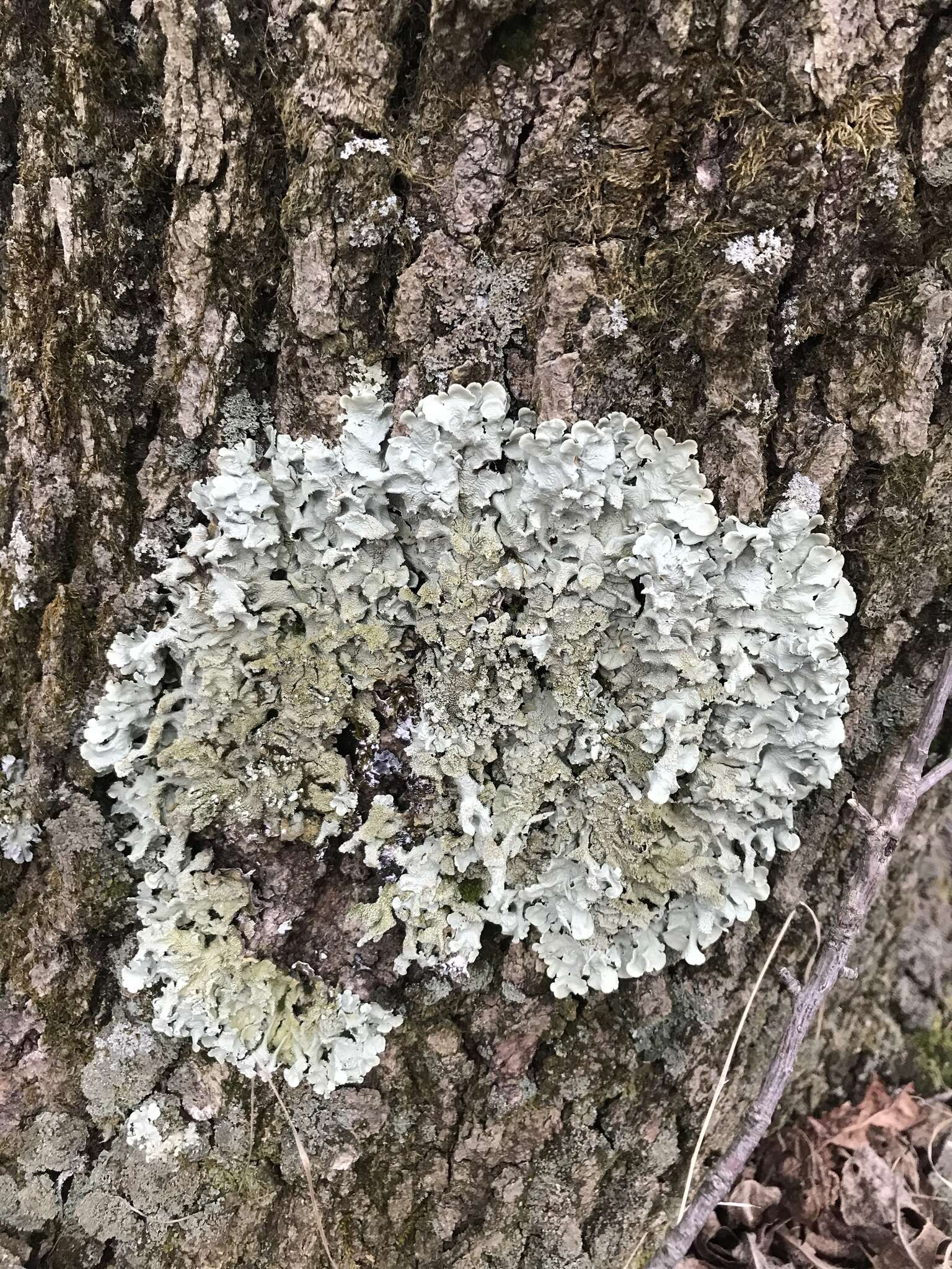 Image of Common greenshield lichen