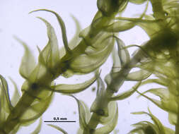 Image of hygroamblystegium moss