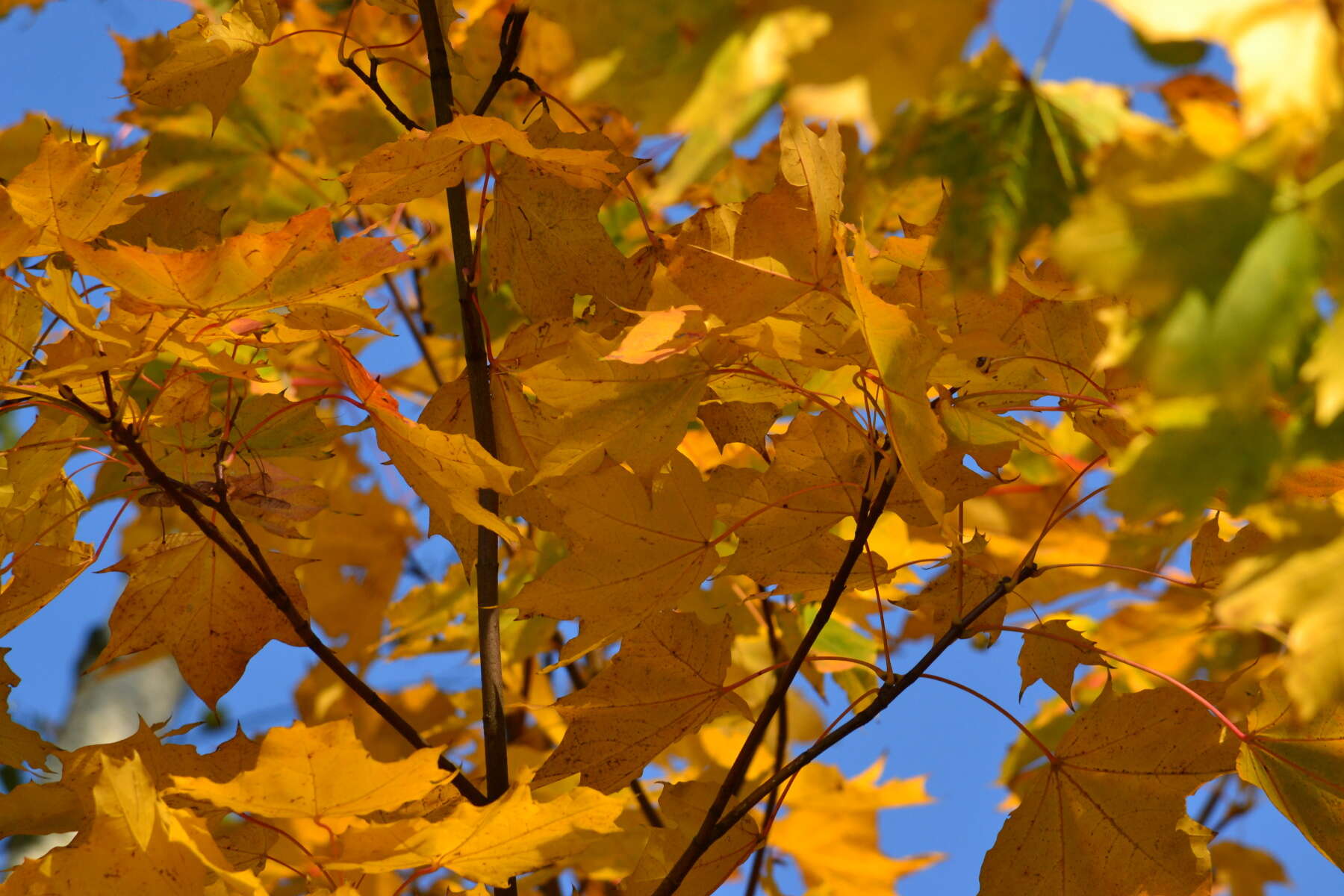 Image of Norway Maple