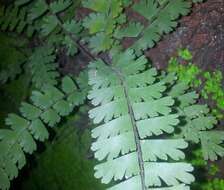 Image of tailed maidenhair