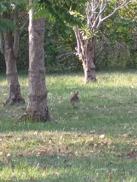 Image of Chinese Hare