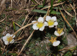 Слика од Saxifraga aretioides Lapeyr.