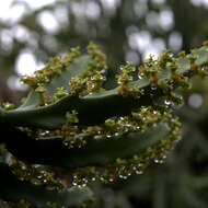 Imagem de Euphorbia grandidens Haw.