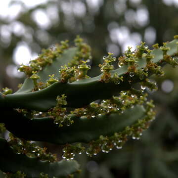 Image of large-toothed euphorbia