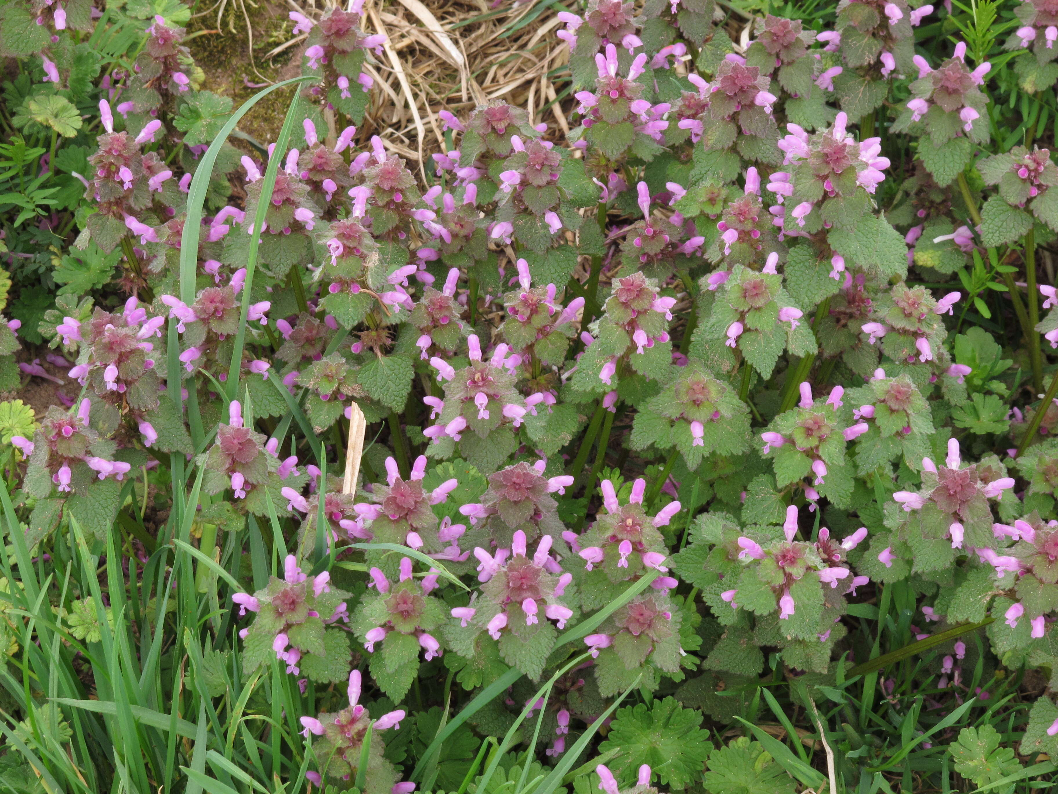 Image of purple archangel