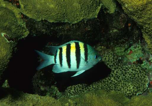 Image of Damsel Fish