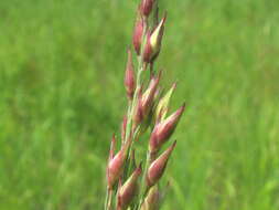 Imagem de Panicum virgatum L.