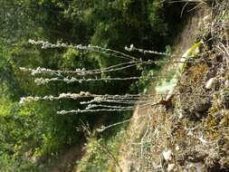 Image of field cudweed