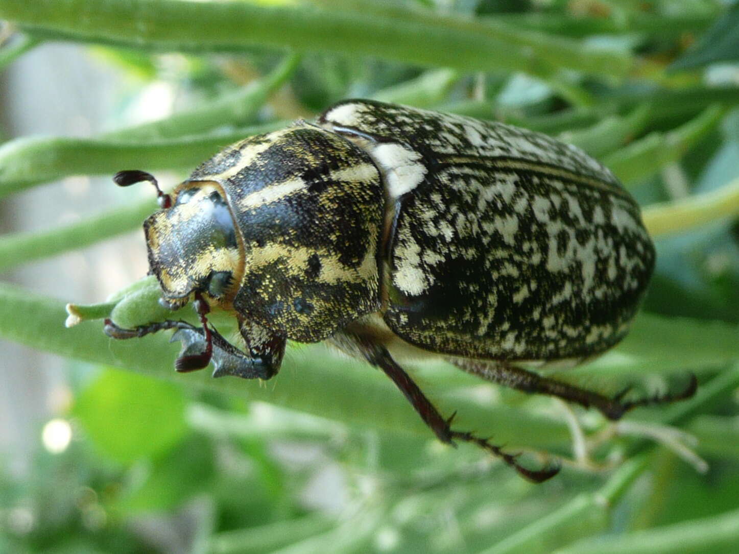 Image of Polyphylla fullo (Linnaeus 1758)