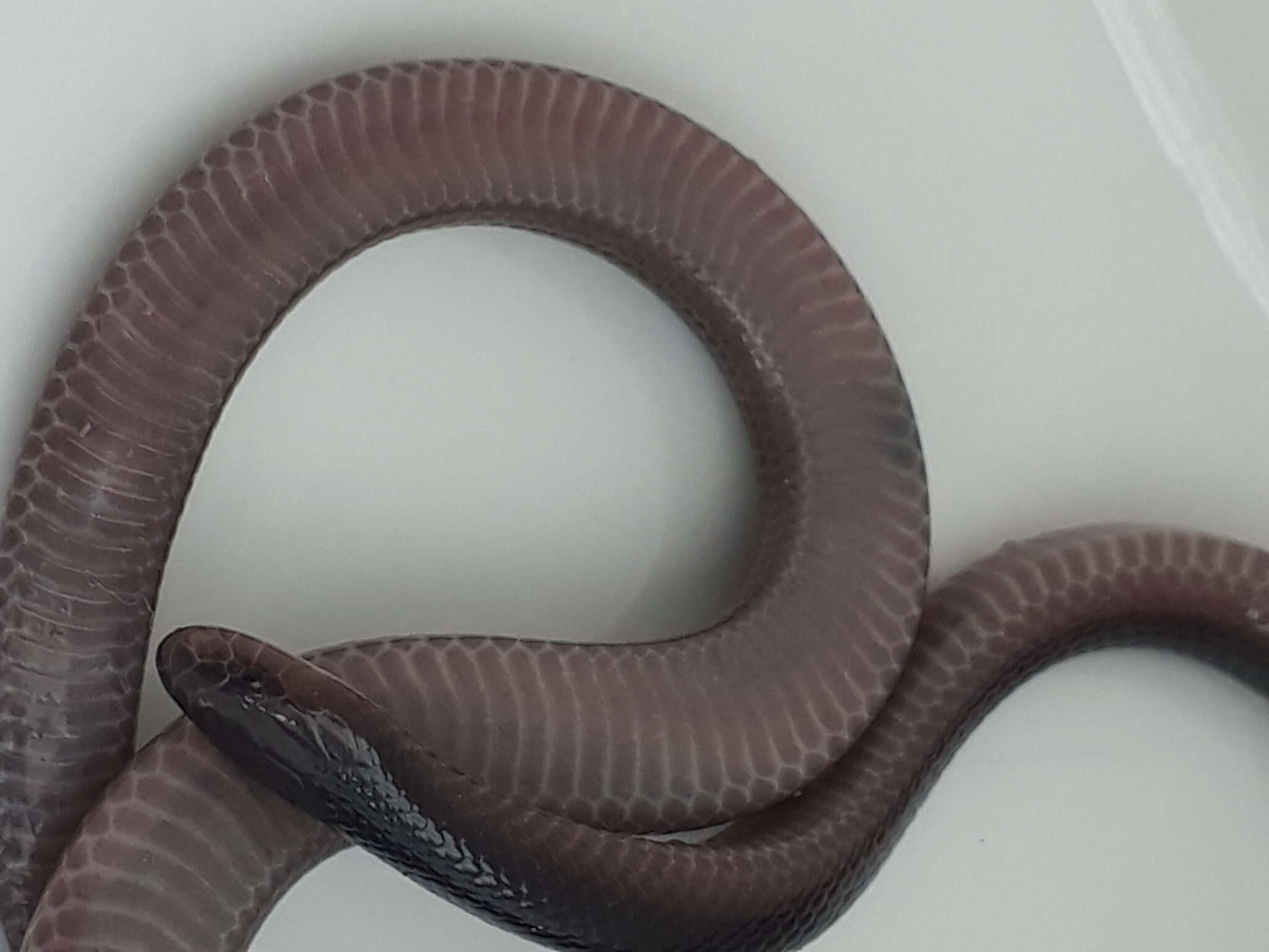 Image of Bibron’s Stiletto Snake