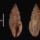 Image of Agathotoma finalis Rolán & F. Fernandes 1993