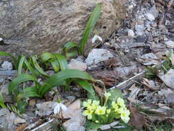 Image de Galanthus woronowii Losinsk.