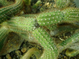 Image of Cleistocactus samaipatanus (Cárdenas) D. R. Hunt