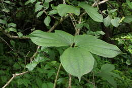 صورة Dioscorea hispida Dennst.