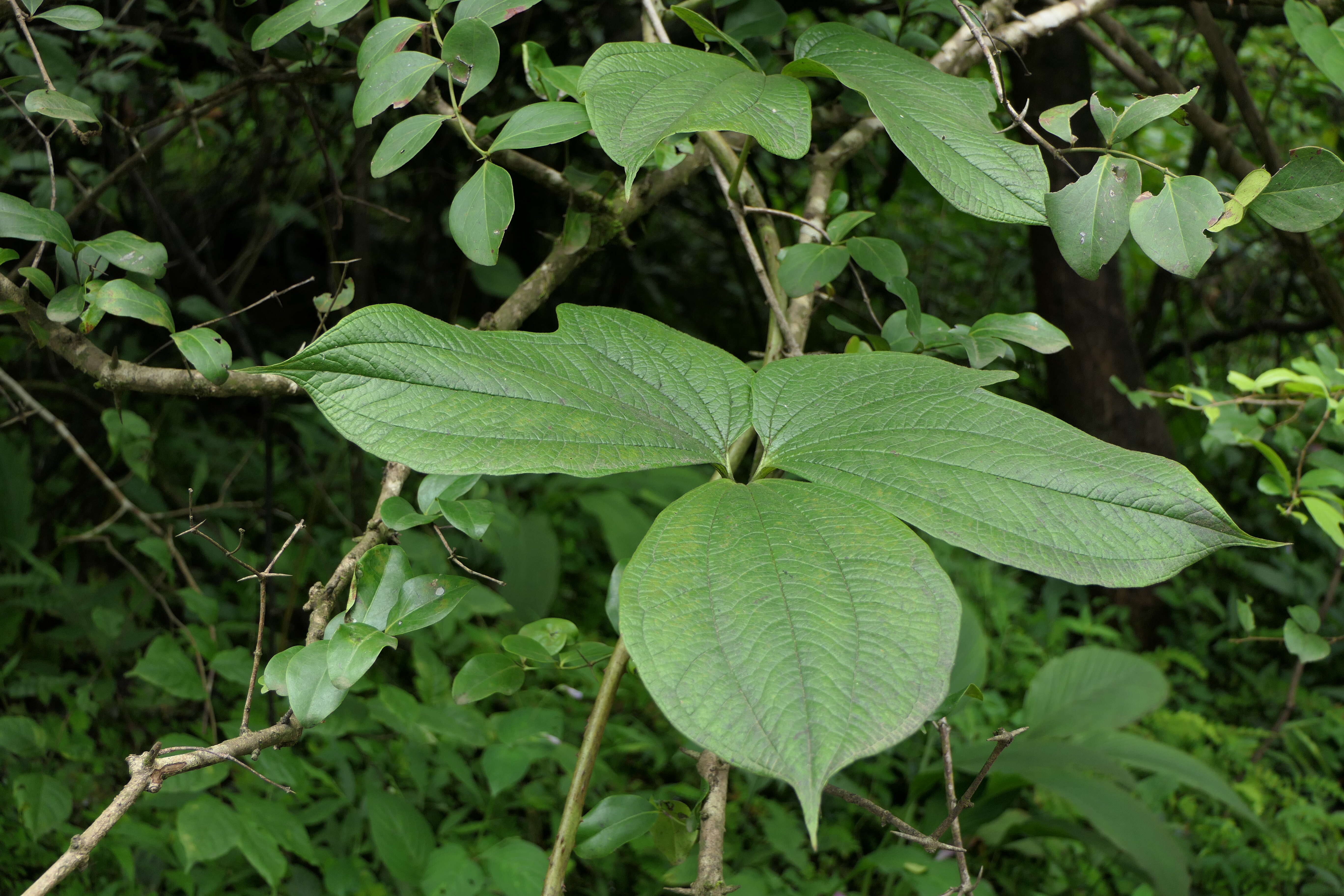 صورة Dioscorea hispida Dennst.