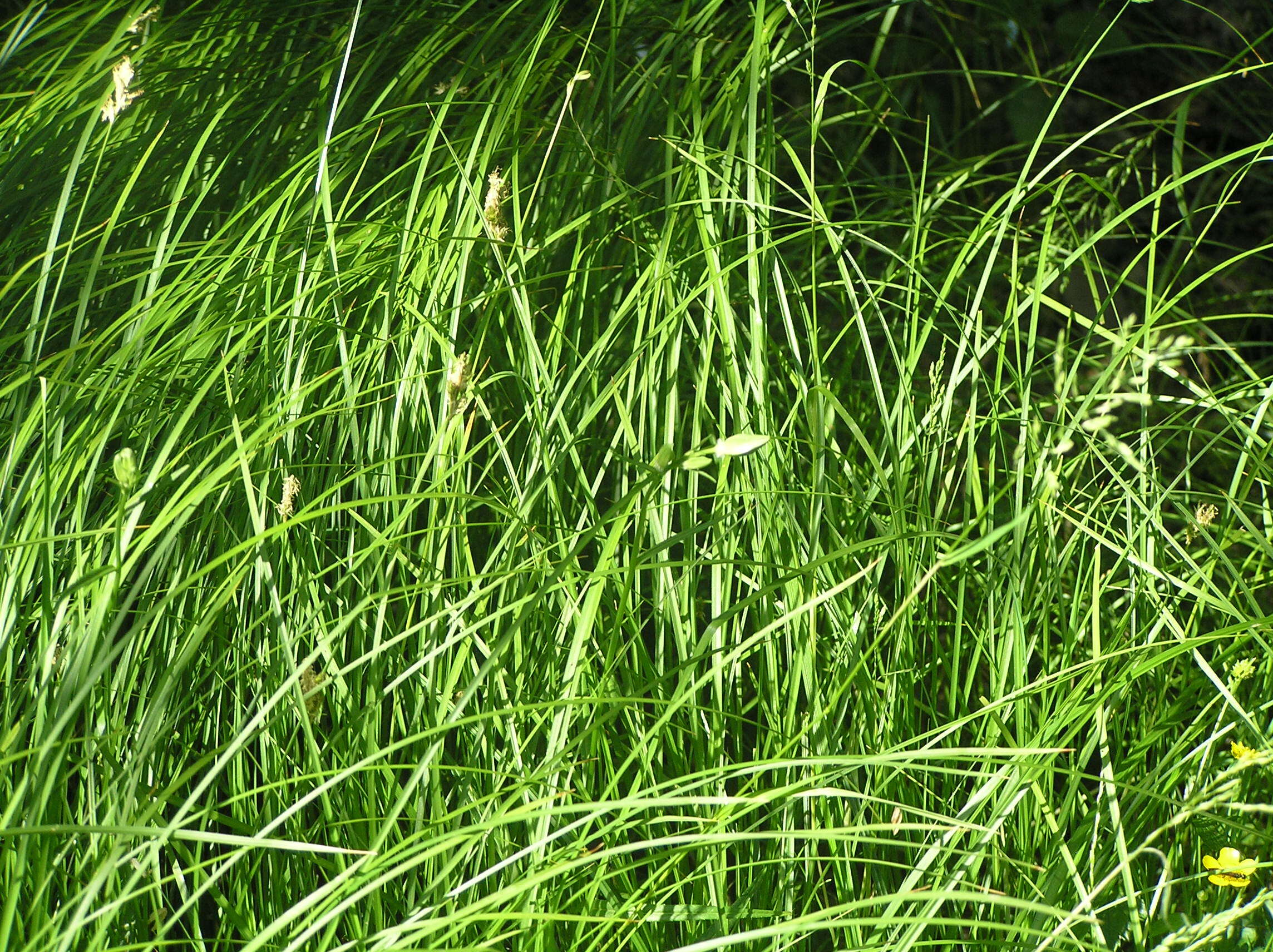 Image of quaking-grass sedge