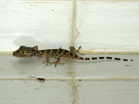 Image of Tokay Gecko