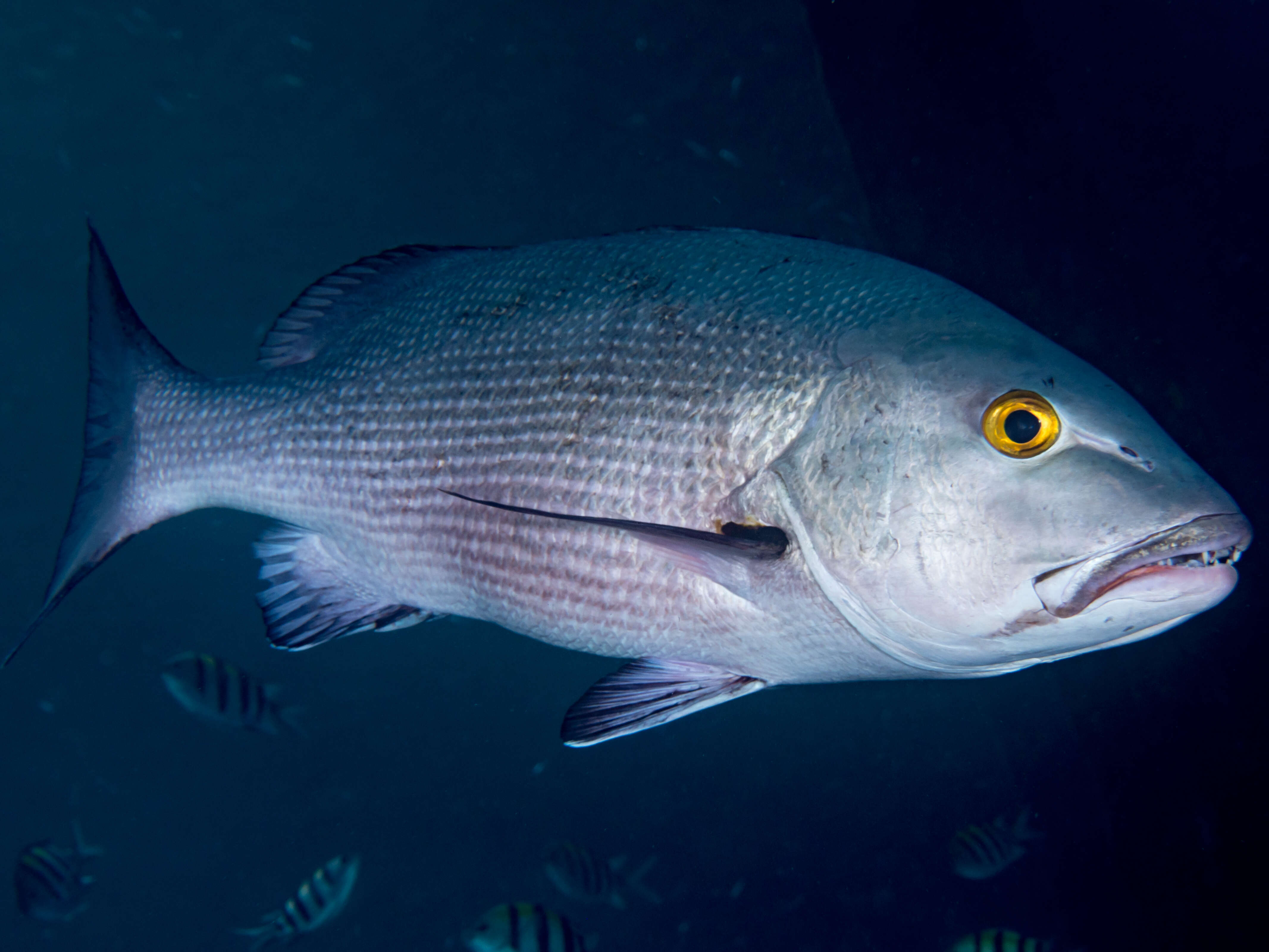 Image of two-spot red snapper