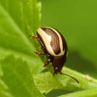 Image of Calligrapha (Bidensomela) bidenticola Brown 1945