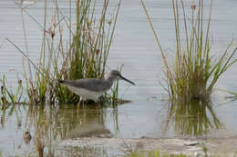 Image of Gray-tailed Tattler