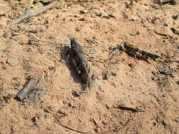 Image of blue-winged grasshopper