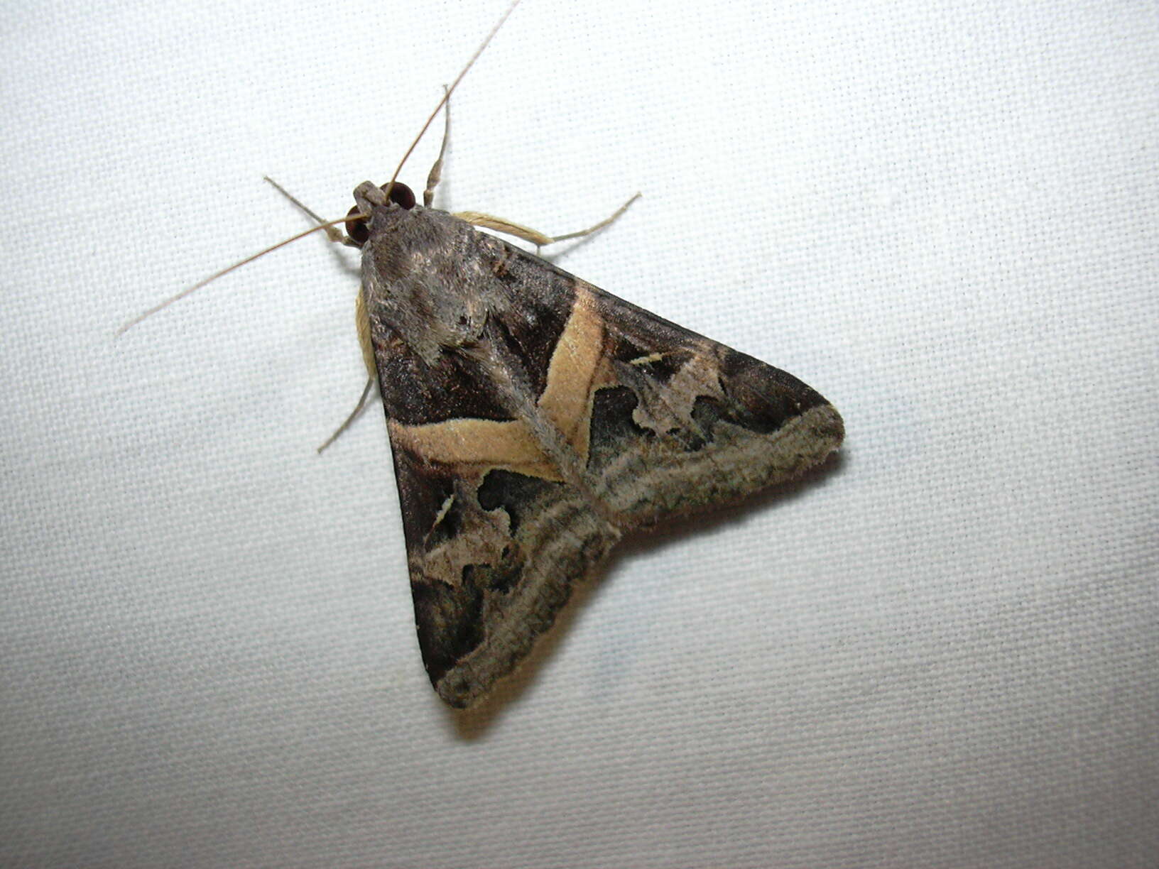 Image of Indomitable Melipotis Moth