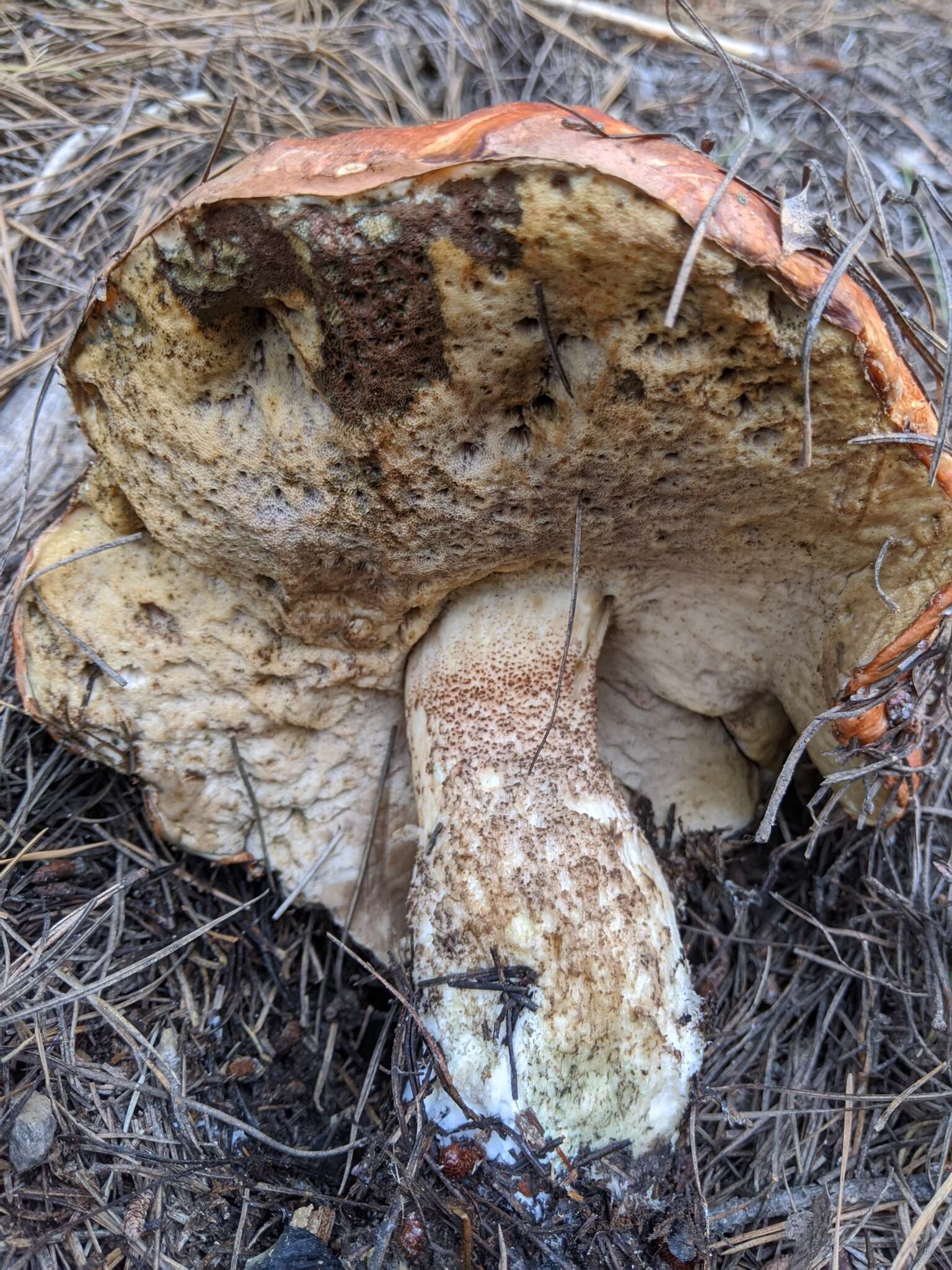 Image of Leccinum manzanitae Thiers 1971