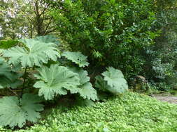 Image of giant rhubarb