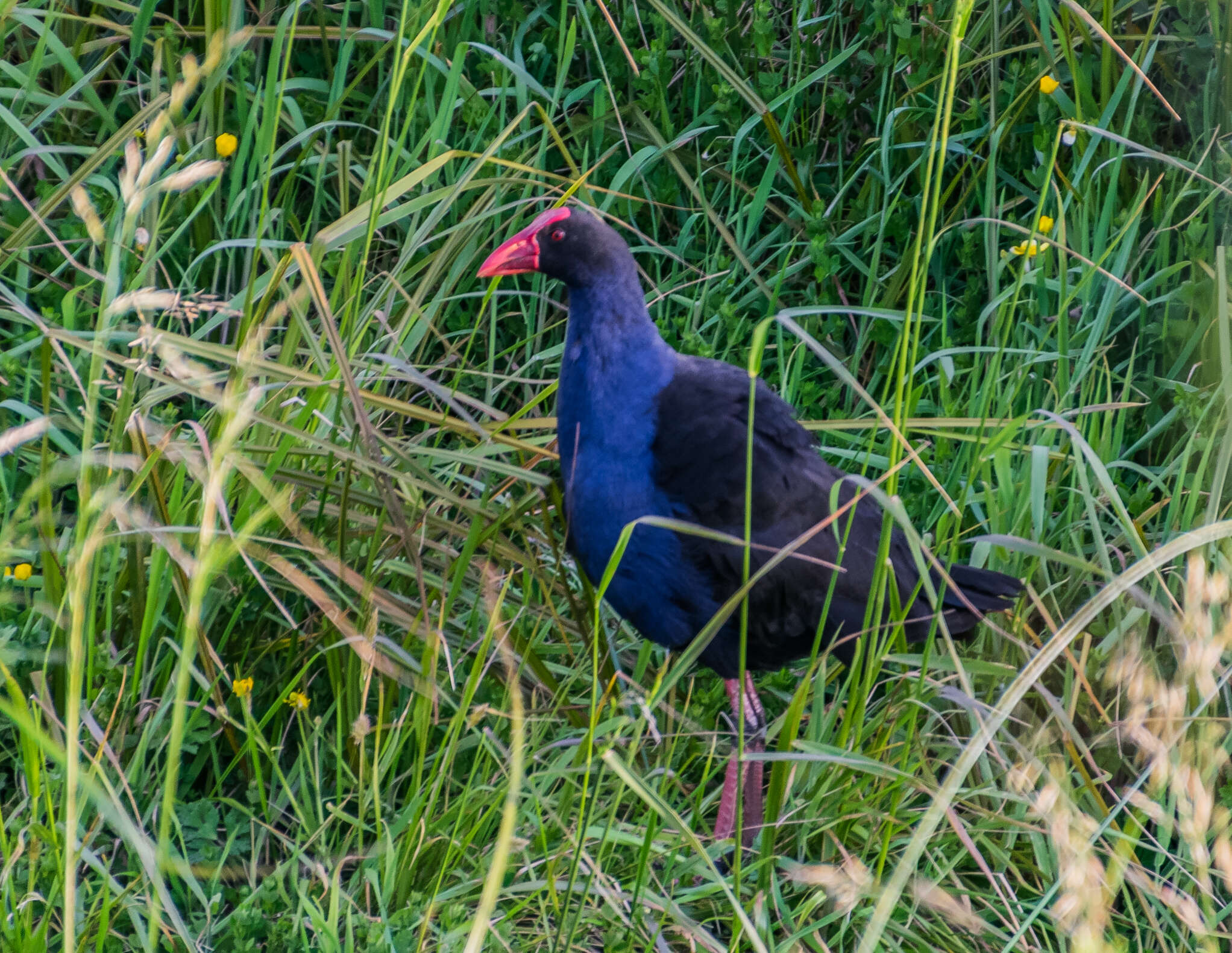 Image of Australasian Swamphen