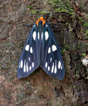 Image of Macrobrochis gigas Walker 1854