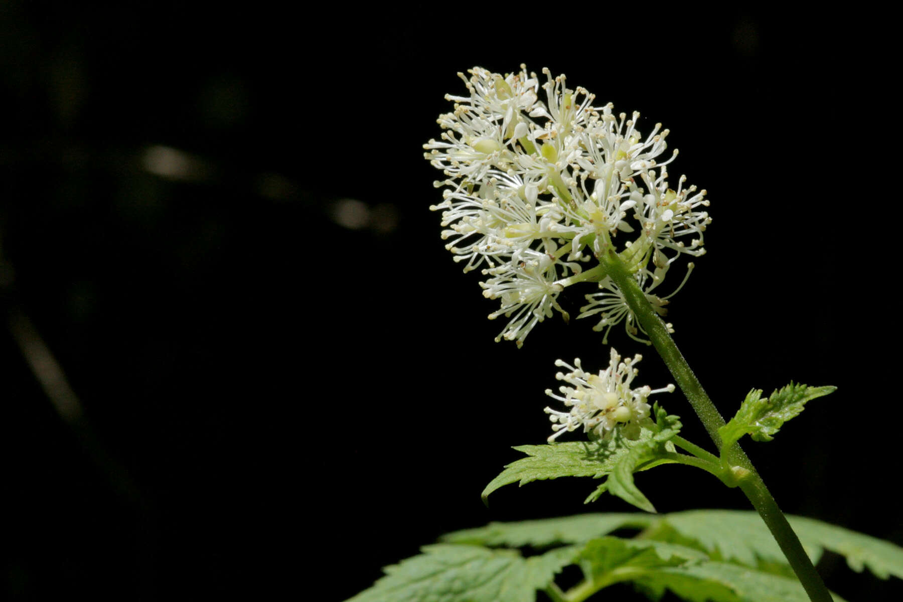 Actaea rubra (Ait.) Willd. resmi