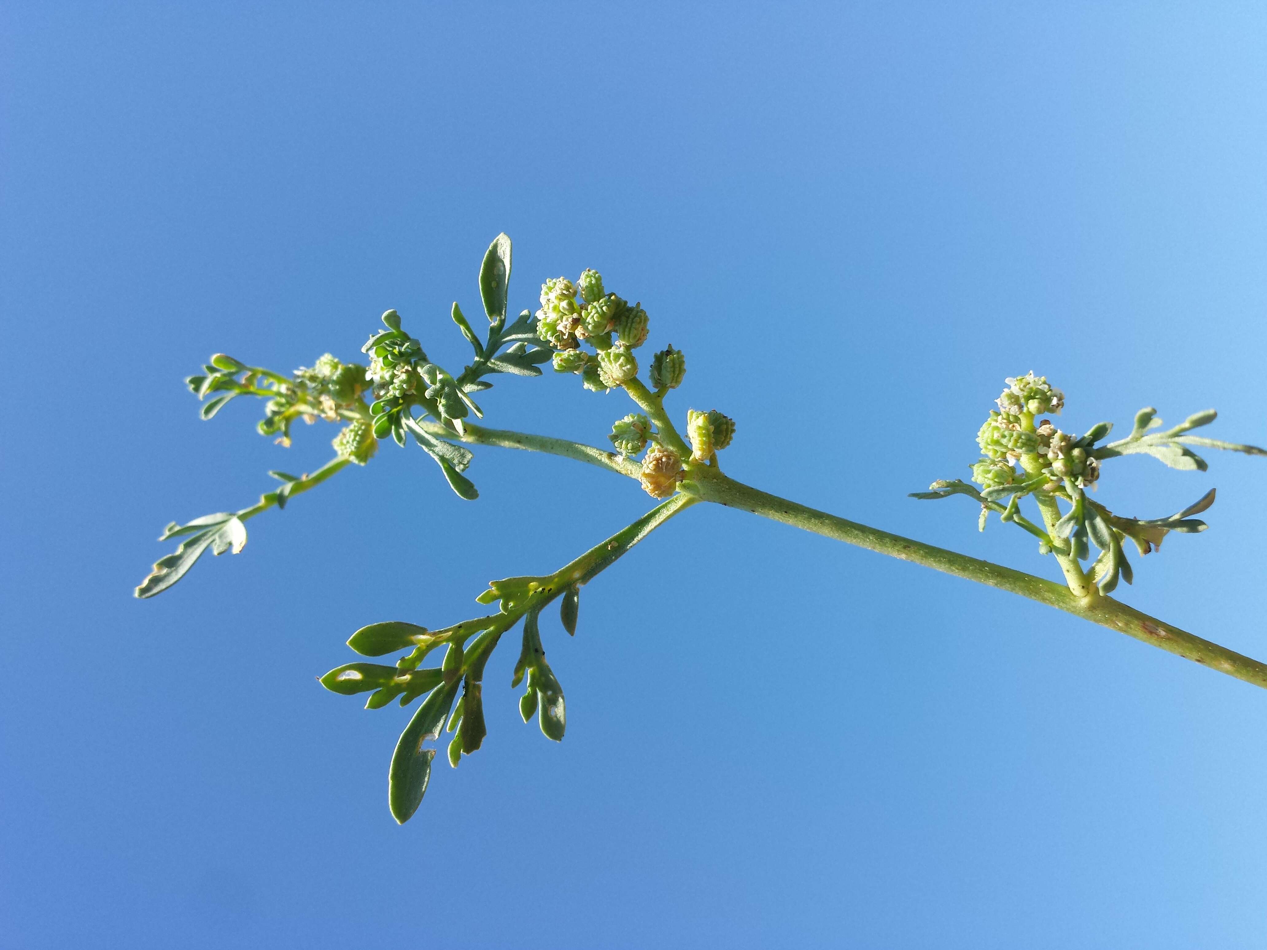 Image of Creeping Watercress