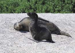 Image of Galapagos Sea Lion