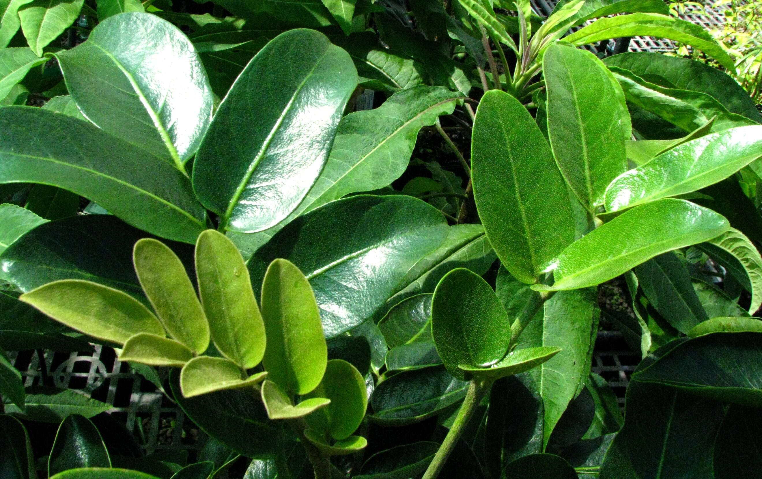 Image of Flynn's 'ohe