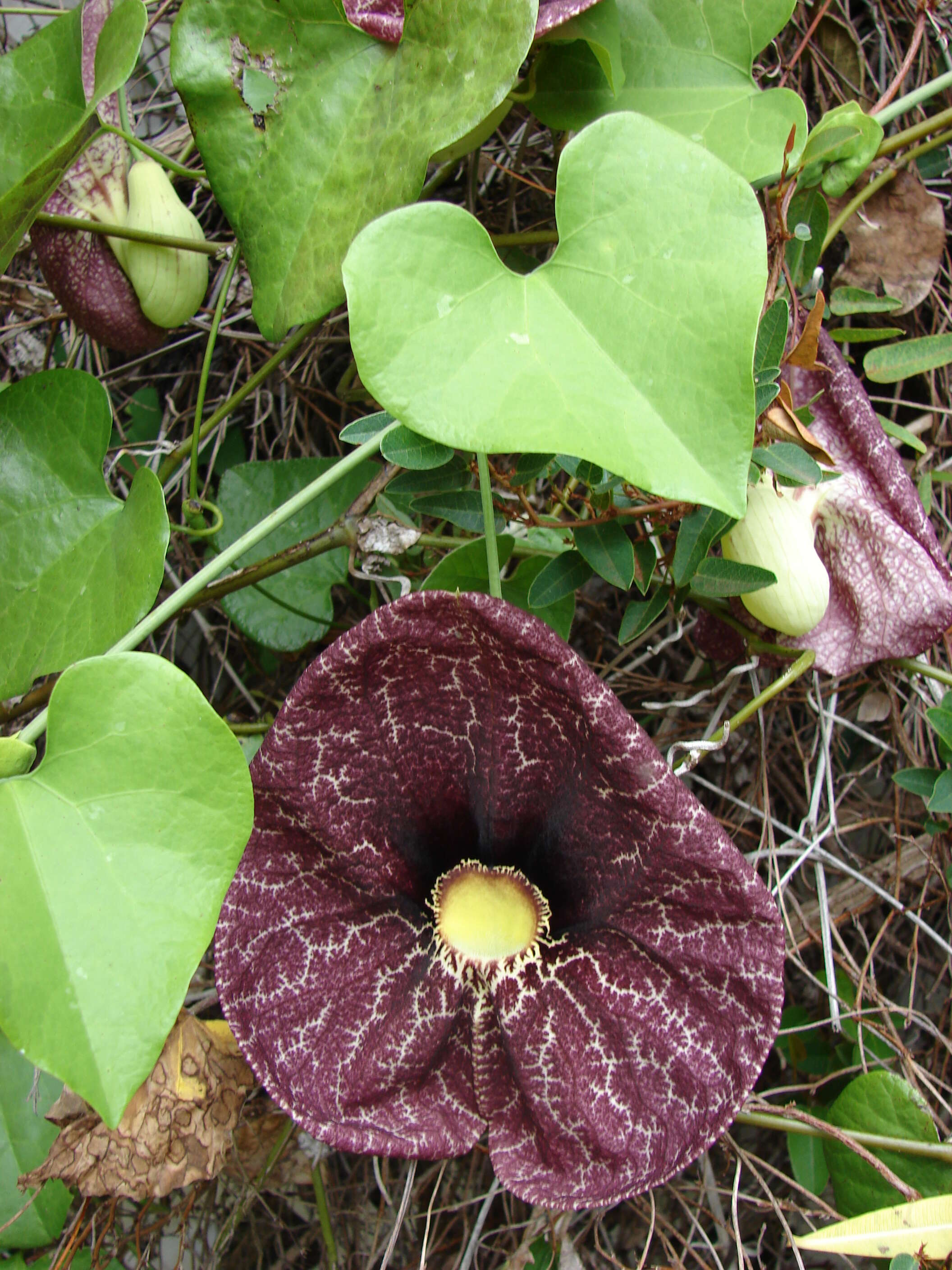 صورة Aristolochia elegans Mast.