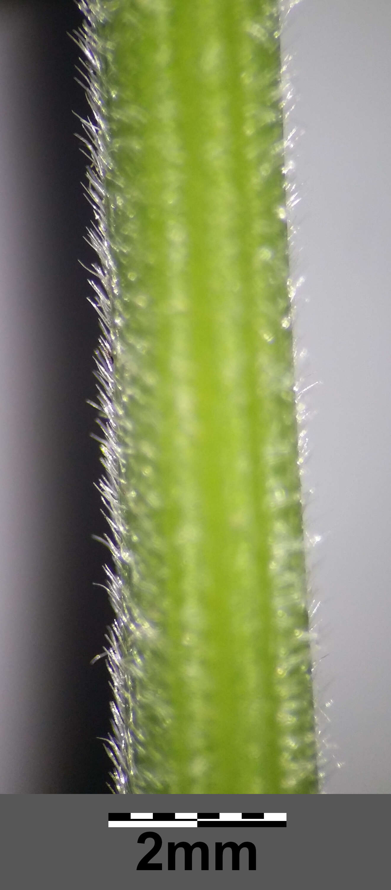 Plancia ëd Helictochloa pratensis (L.) Romero Zarco