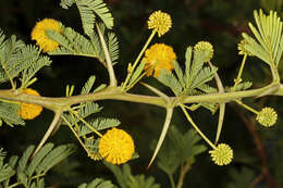 Plancia ëd Vachellia nilotica