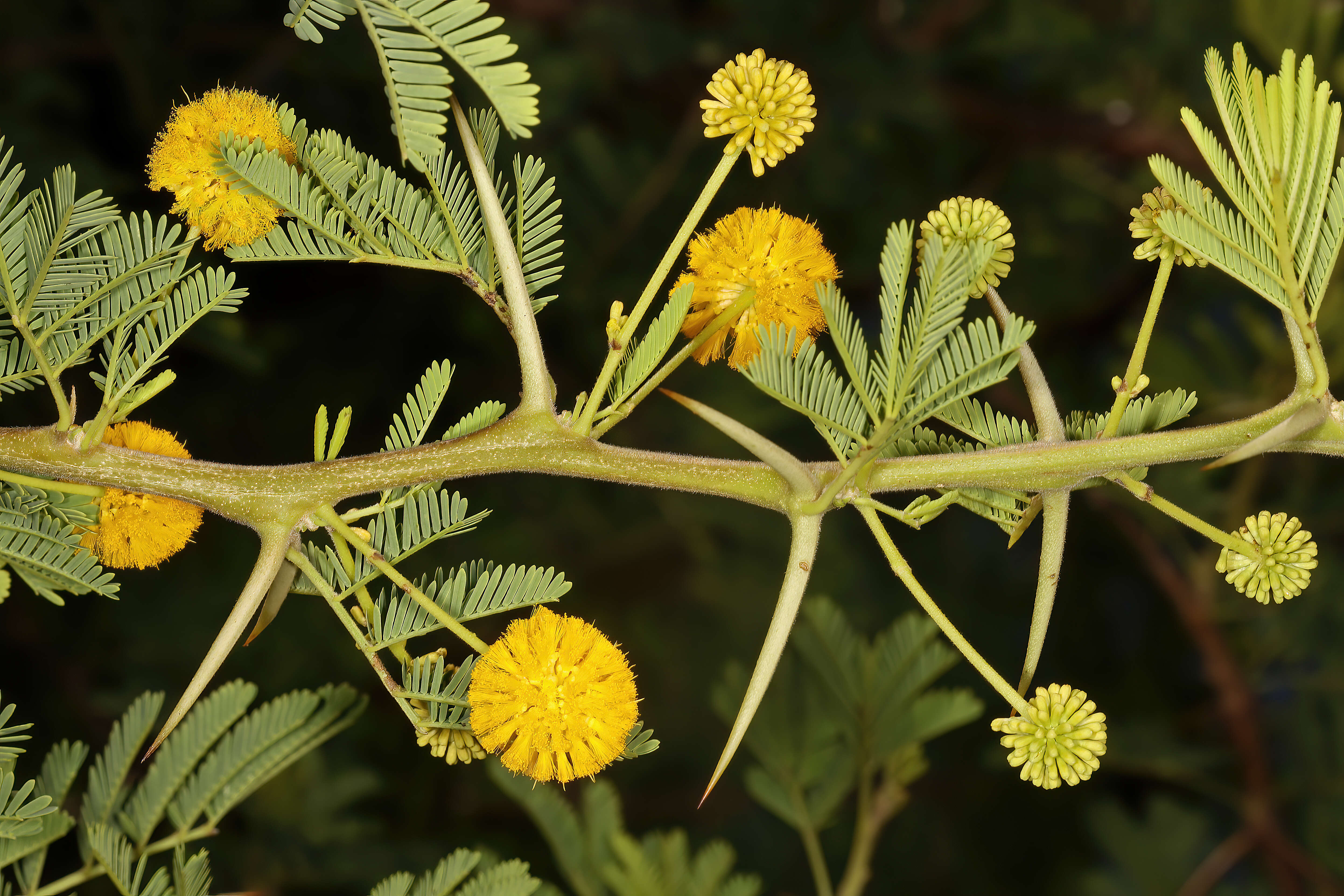 Plancia ëd Vachellia nilotica