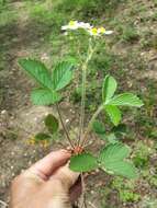 Image of Hautbois Strawberry