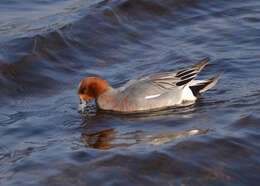 Image of Eurasian Wigeon